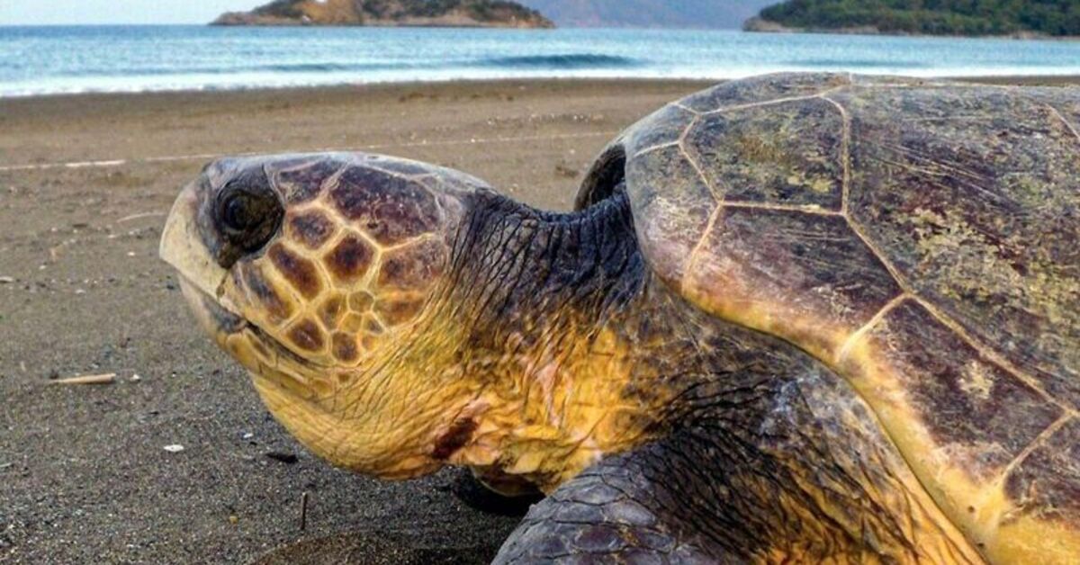 Caretta carettaların beslenmesine ceza